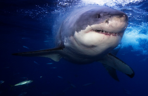 Shark attacks in Hellenic seas