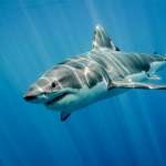 Shark attacks in Hellenic seas