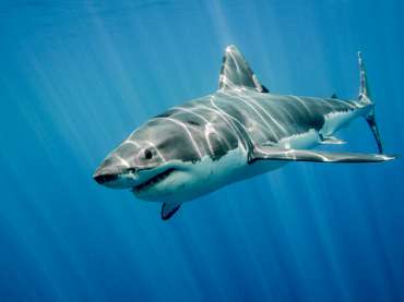 Shark attacks in Hellenic seas