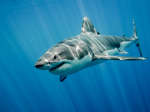 Shark attacks in Hellenic Seas